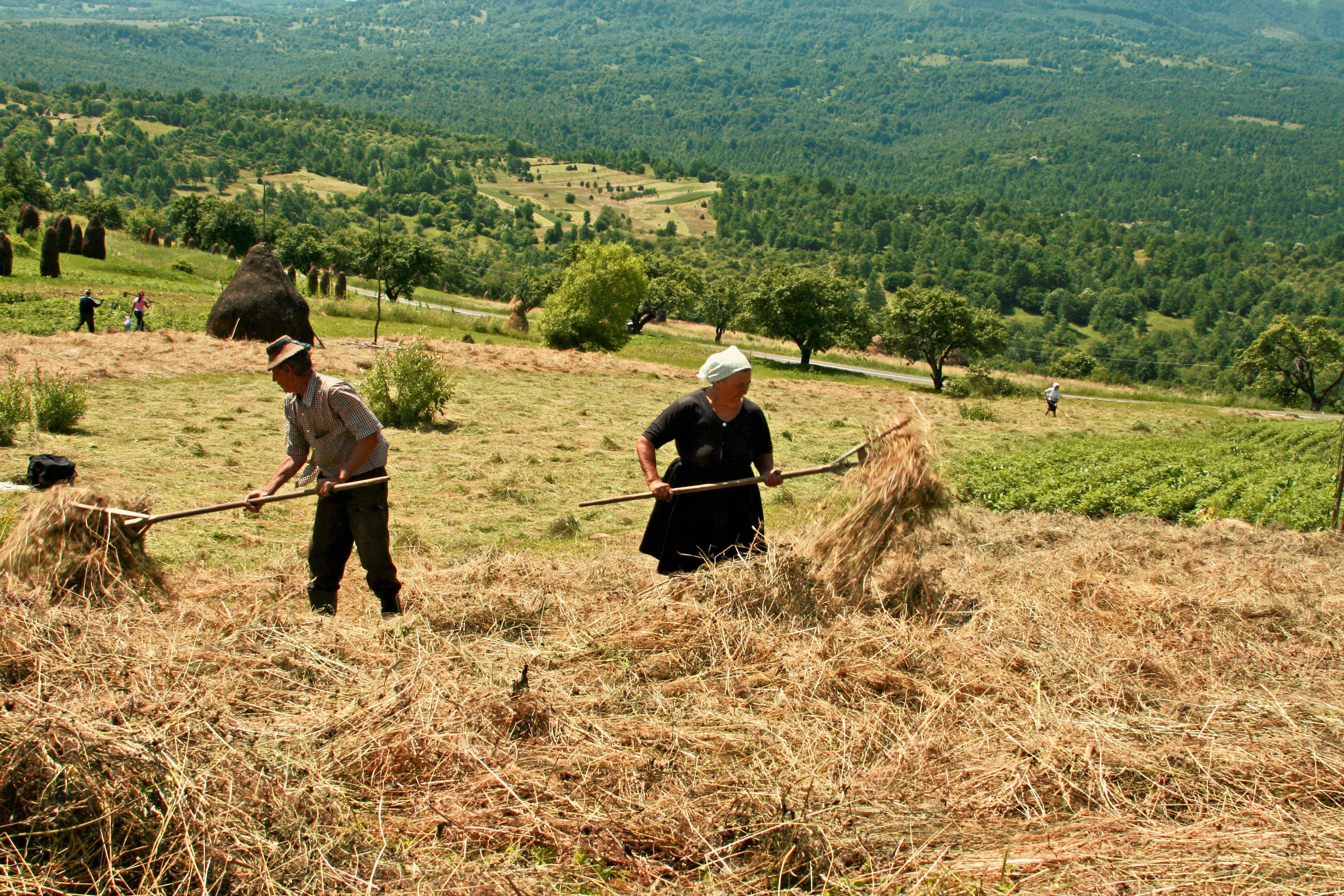 The Story of Hay